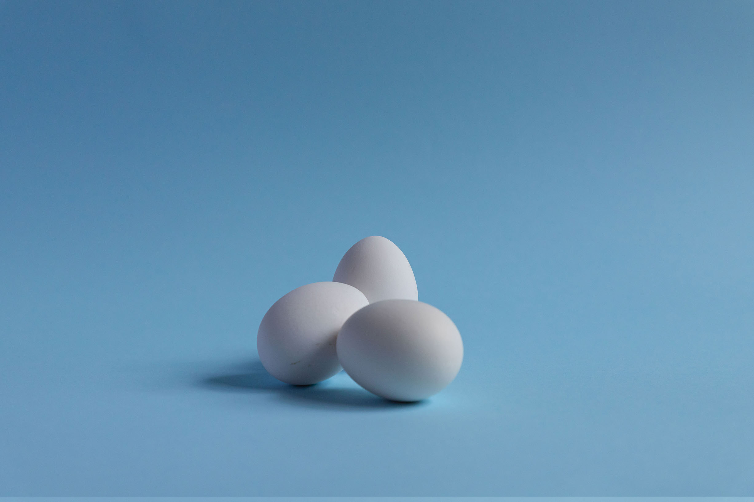 eggshot4